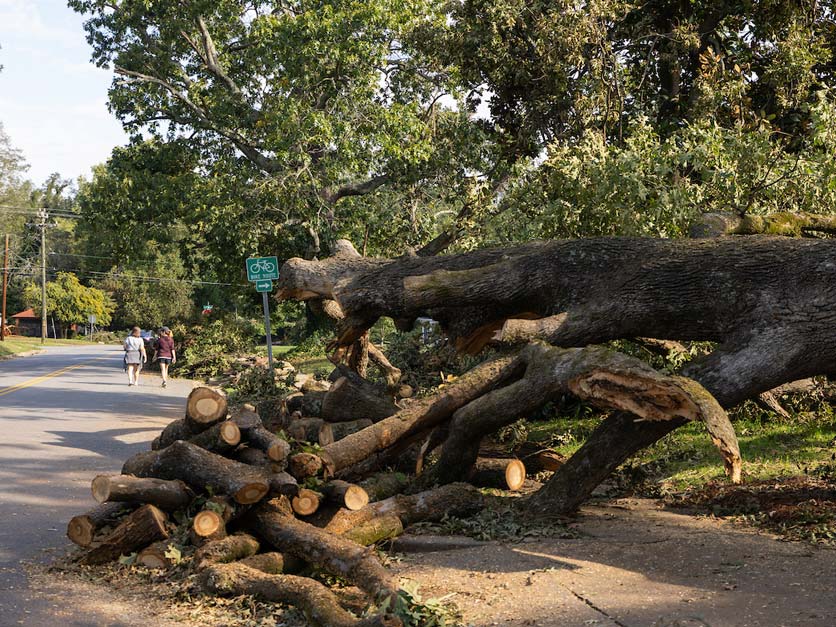 Large fallen tree across roadway getting cut up